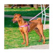 Imagen de Collar violeta y barbie 37-45cm x 25mm
