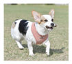 Imagen de Pechera Puppia XL salmon c/corderito