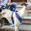 Imagen de Arnes Nikita S azul 24-31x30-41cm