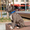 Imagen de Collar azul y animalitos 27-35cm x 15mm